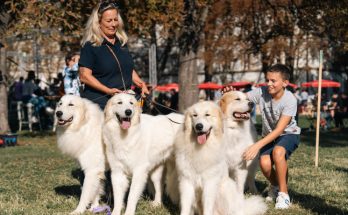 festival pasa svih rasa