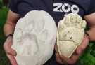 zoo safari
