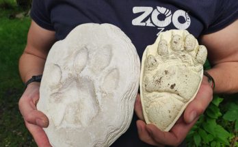 zoo safari
