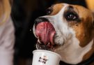 DOGS’ CAFÉ split