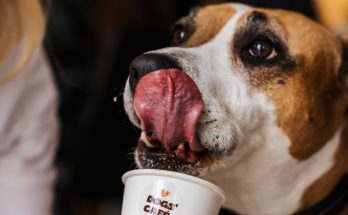 DOGS’ CAFÉ split