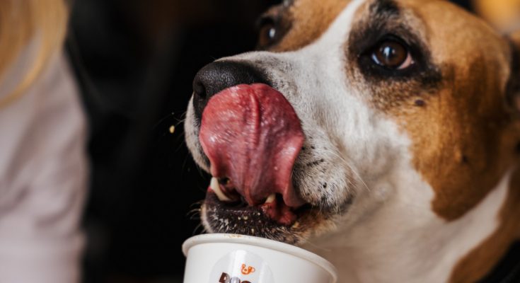 DOGS’ CAFÉ split