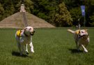 dog picnic