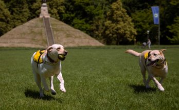 dog picnic