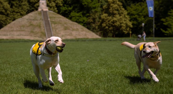 dog picnic